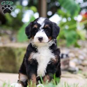 Sprite, Mini Bernedoodle Puppy